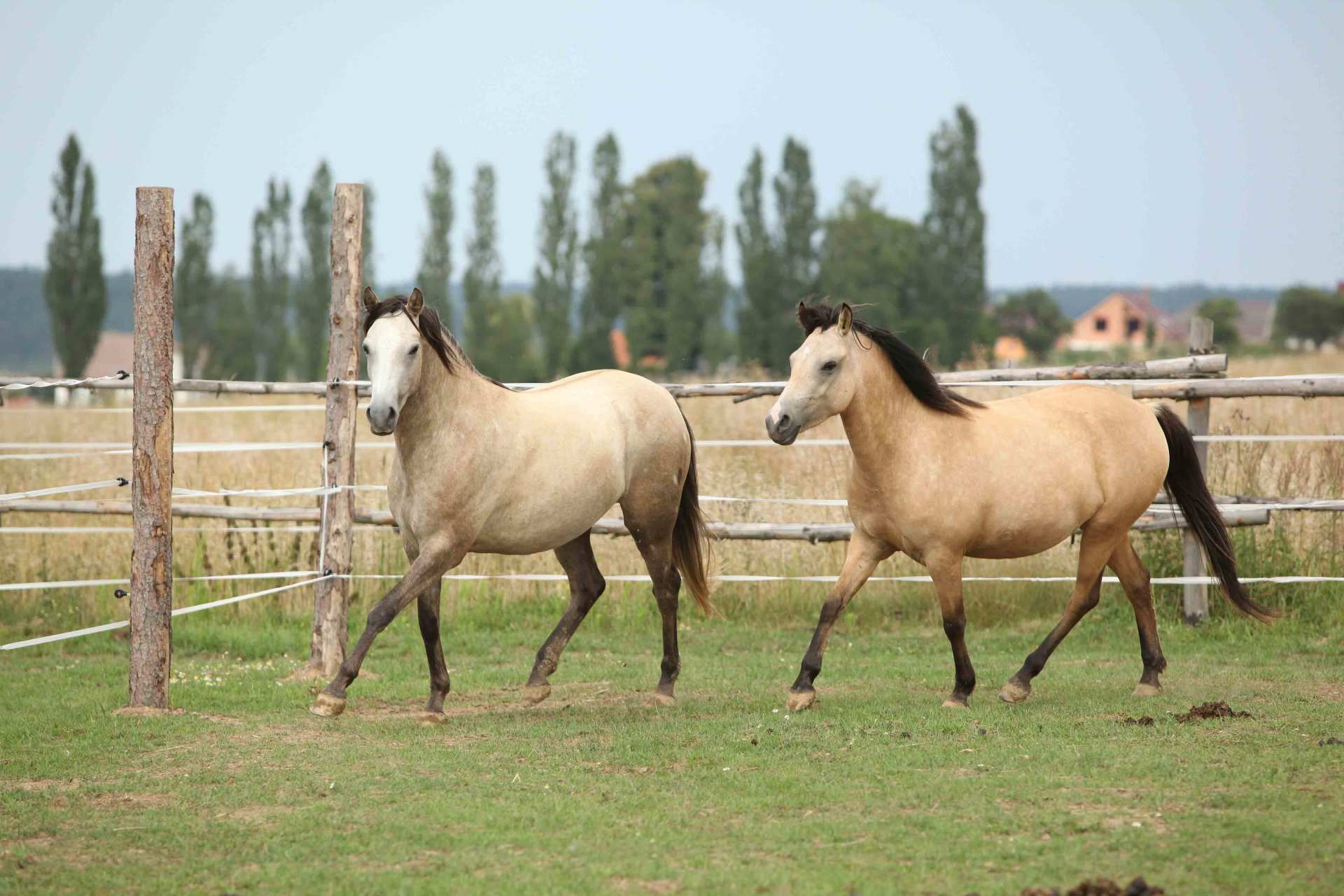 horses