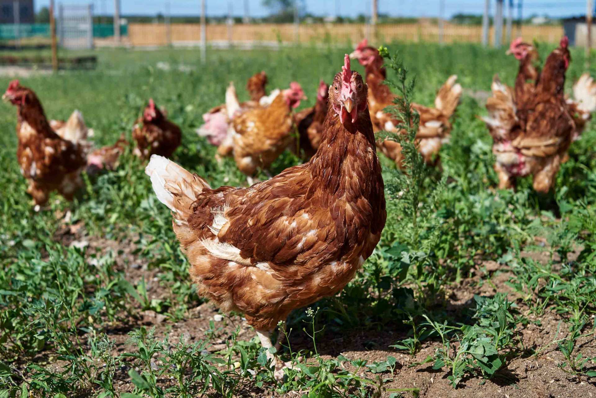 flock of chickens
