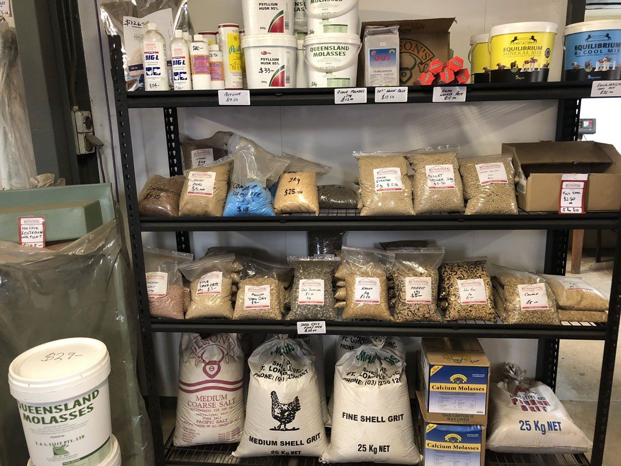 birds food