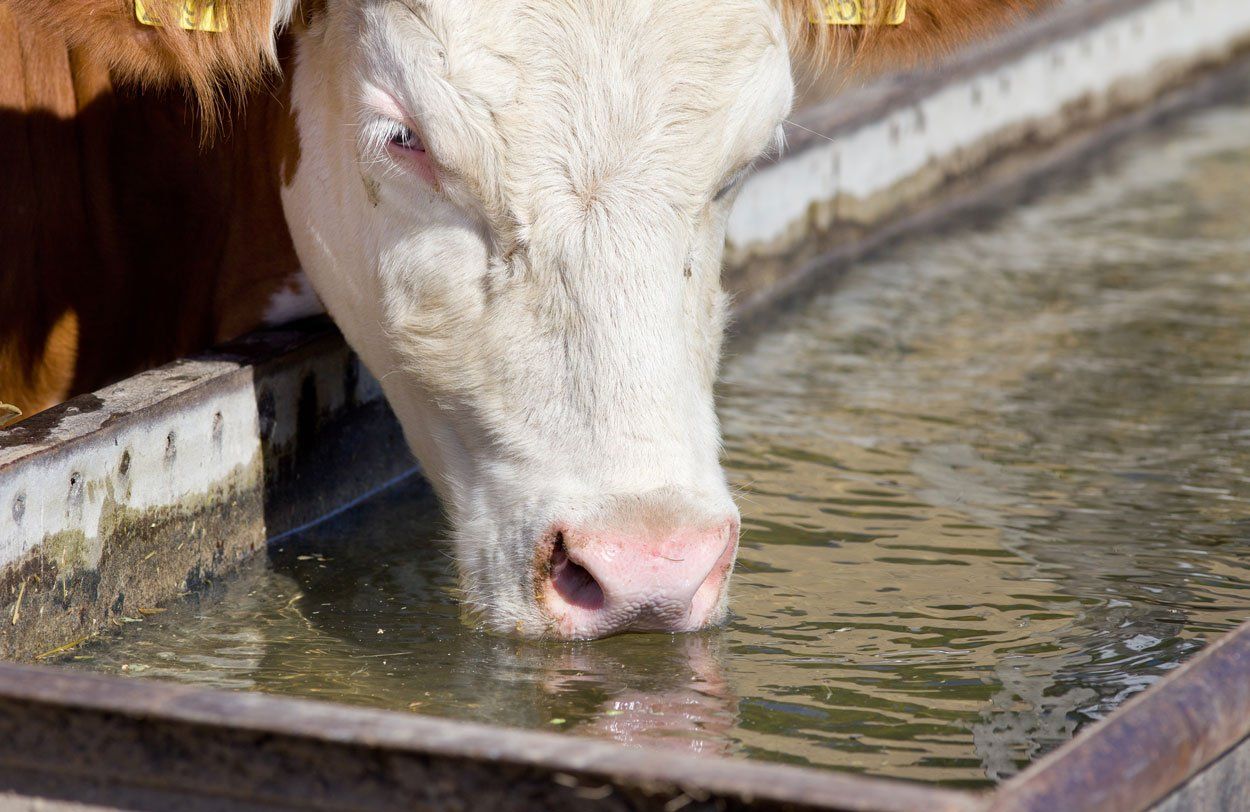 cows