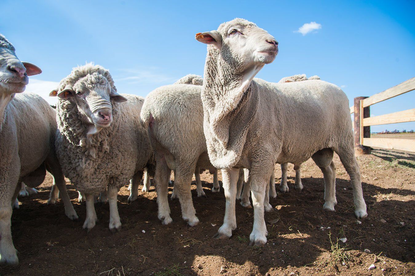 sheep