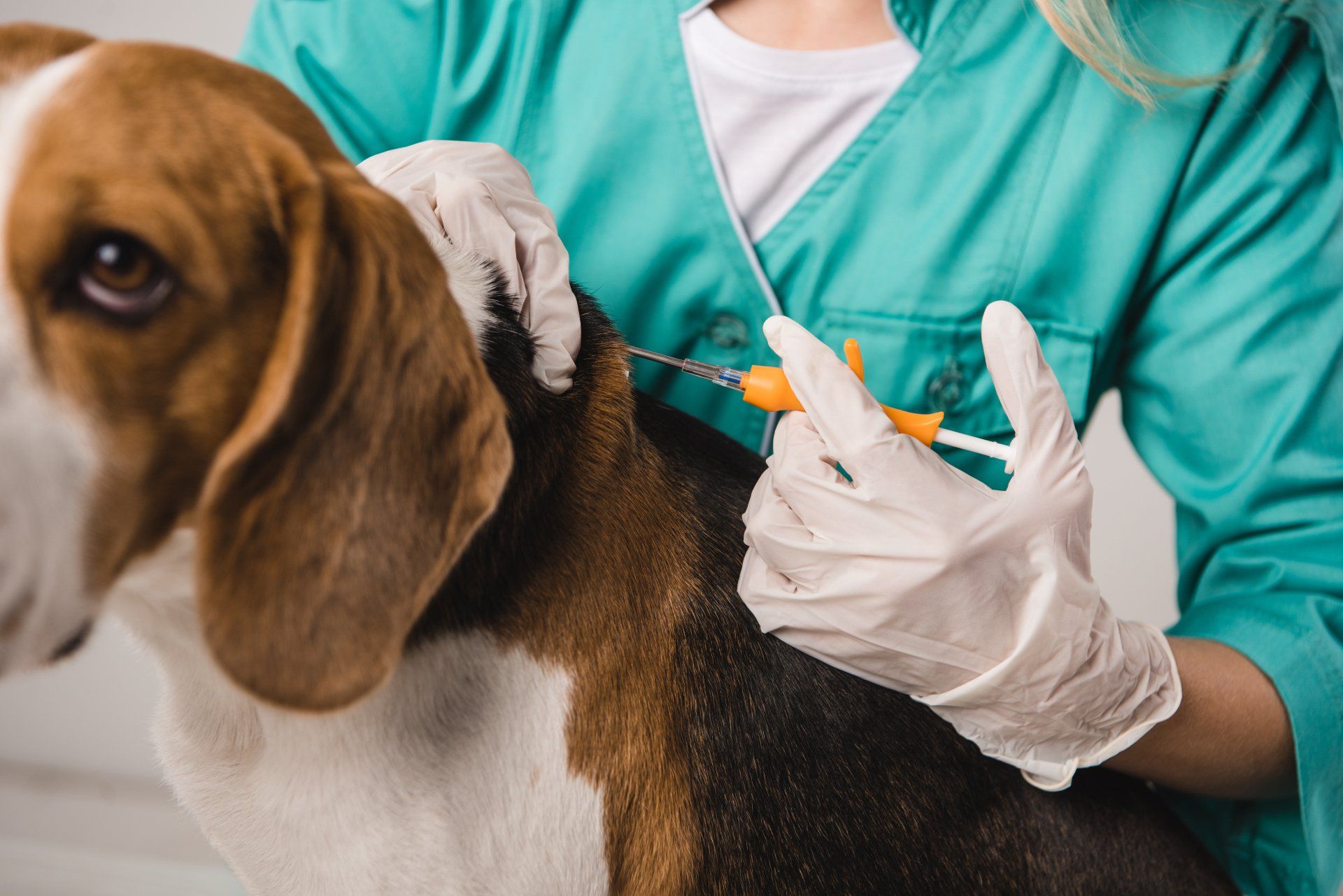 A veterinarian is giving a beagle an injection.