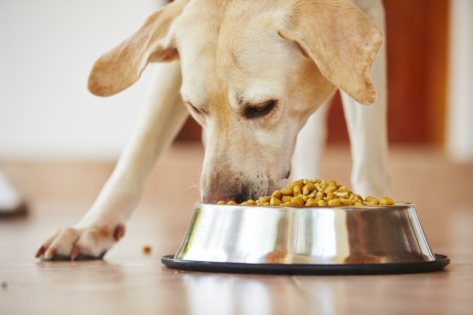 A dog is eating food from a metal bowl on the floor.