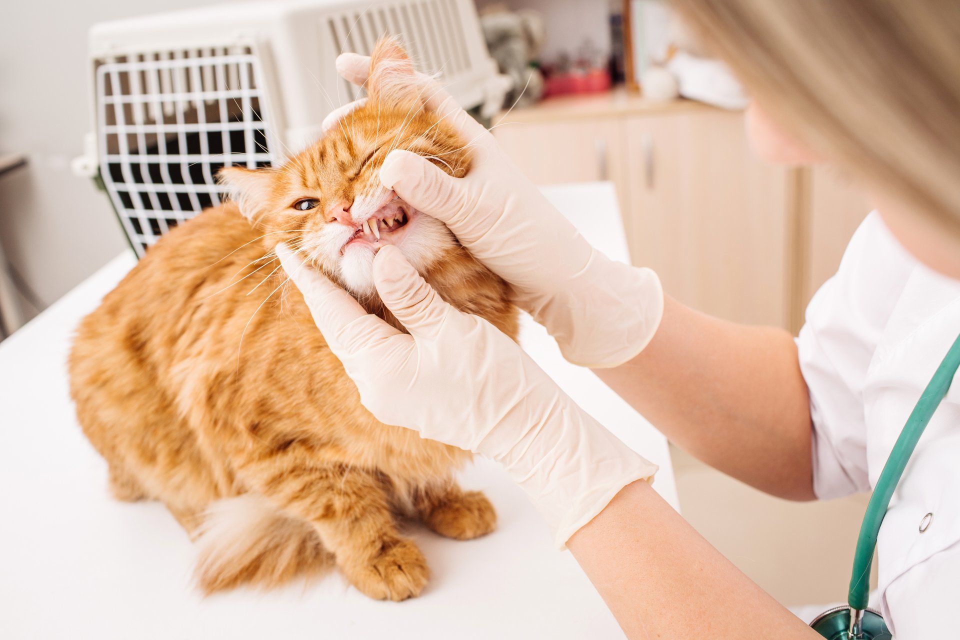 A veterinarian is examining the teeth of an orange cat.
