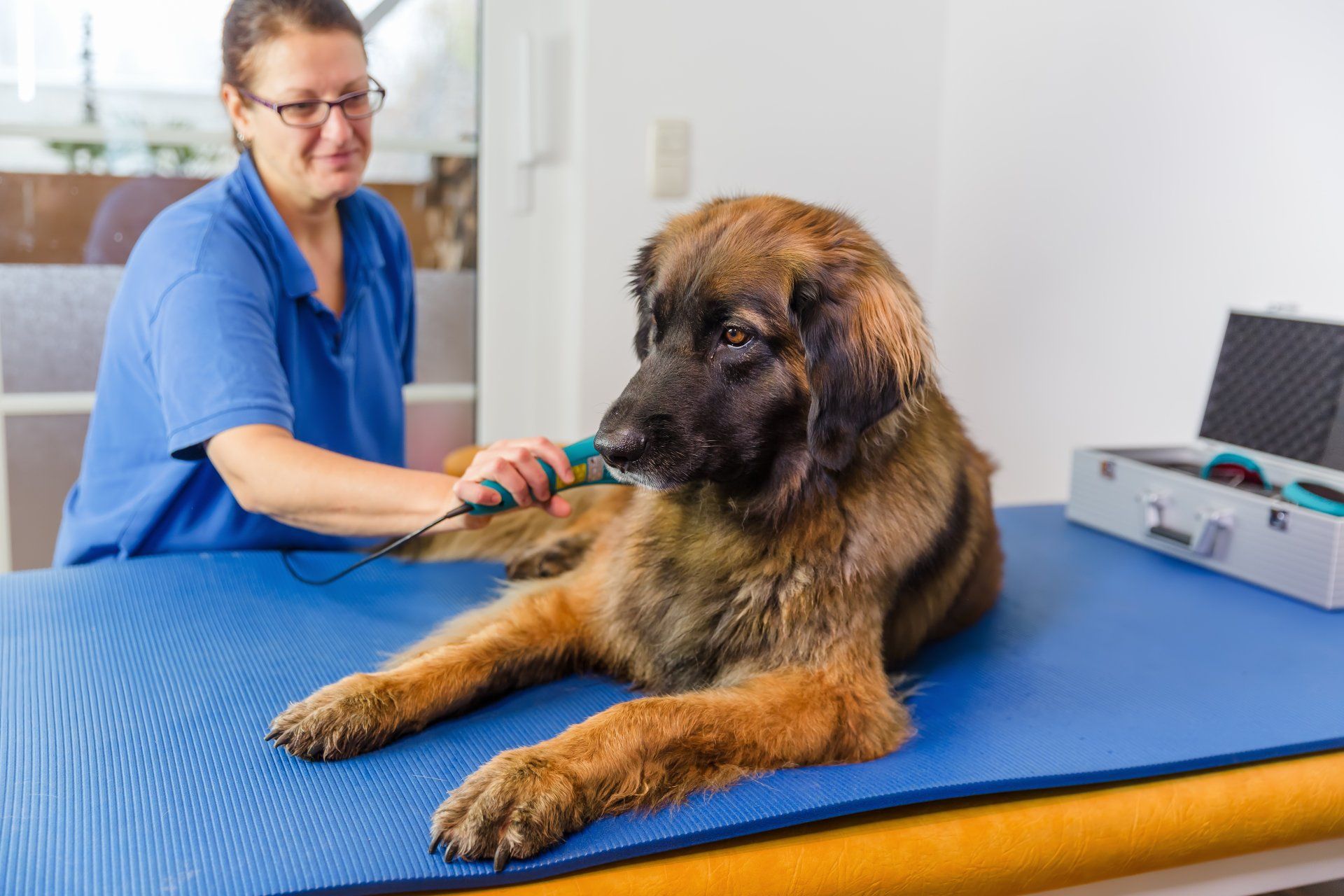 A woman is examining a dog on a blue mat.