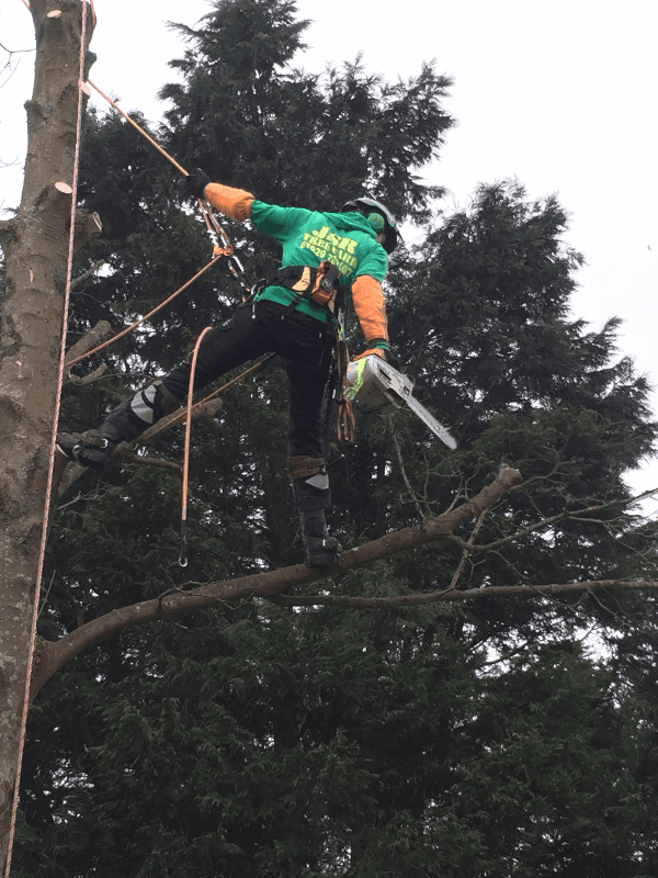 tree cutting