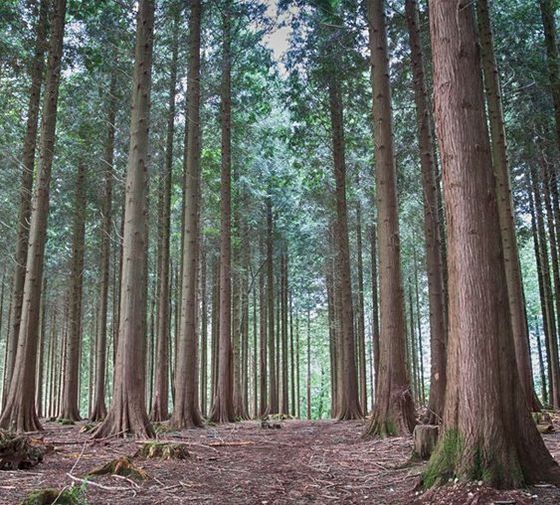 trees
