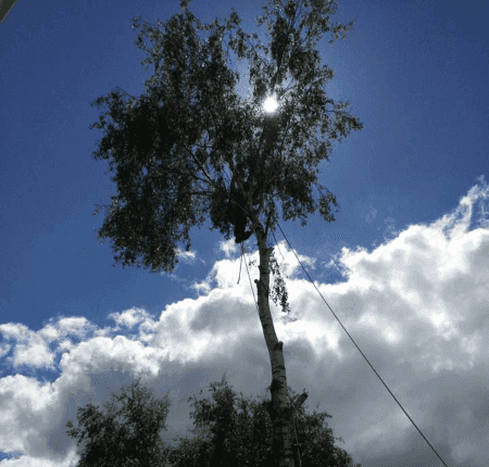 tree surgeon