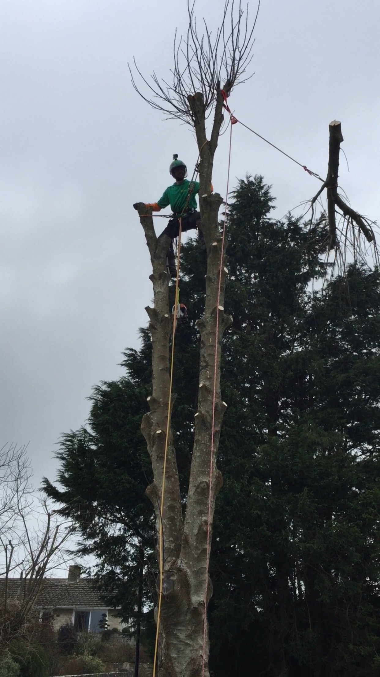hedge cutting