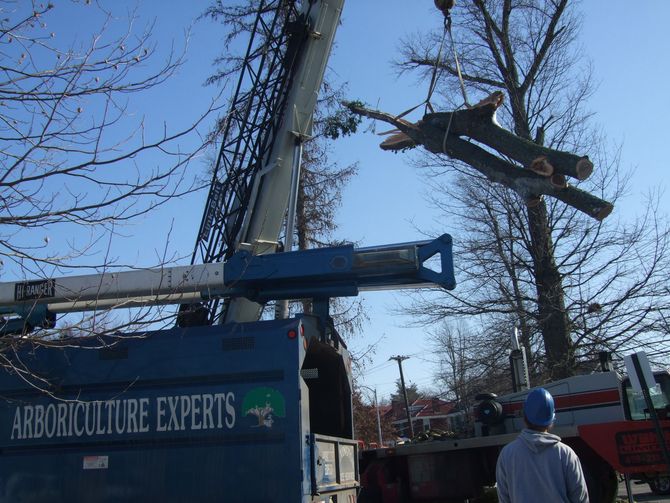 Lexington Tree Services Lexington KY Crane Lifting Tree Debris