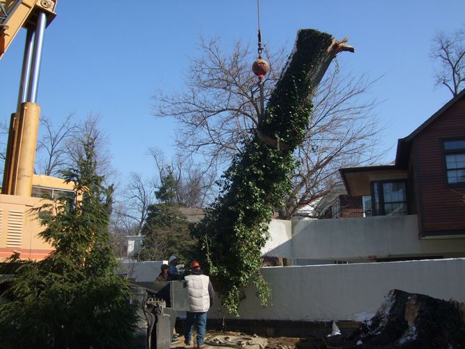 Lexington Tree Services Lexington KY Lifting a Large Tree Trunk