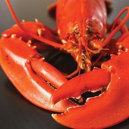 Cooked red lobster with large claws.