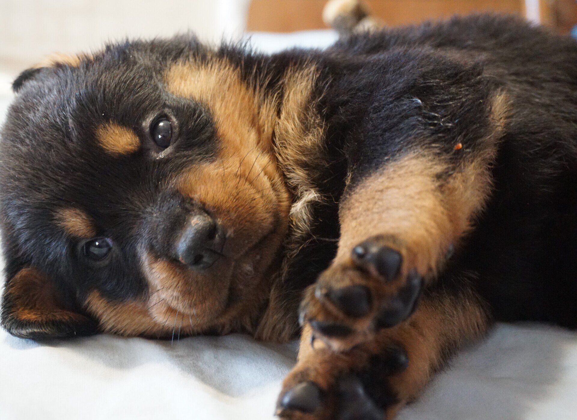 Playful puppy looking into camera