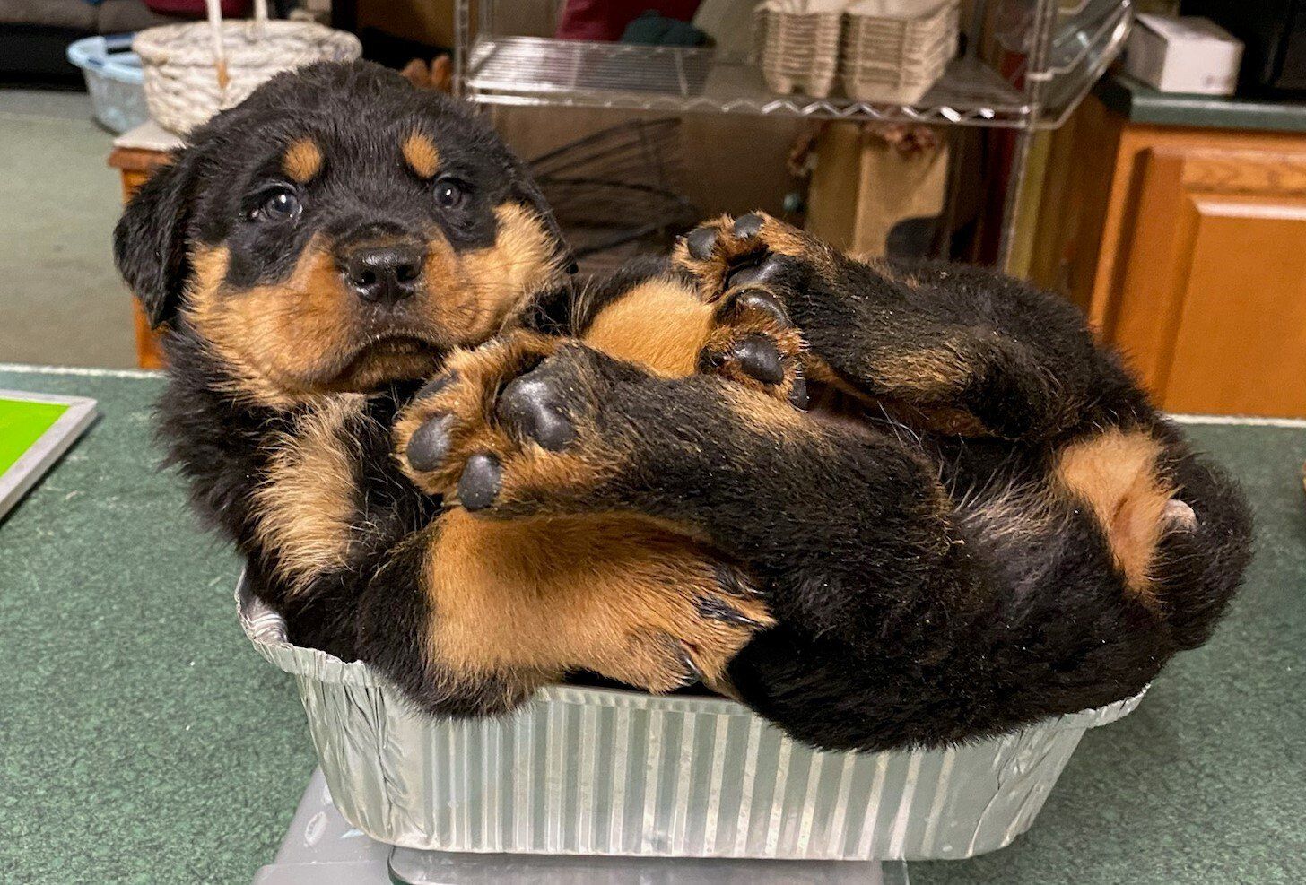 Puppy being weighed in a bread pan