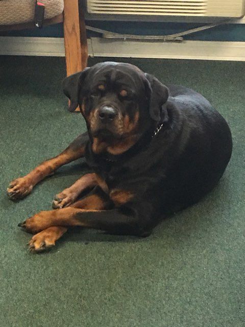 Contented Rottweiler