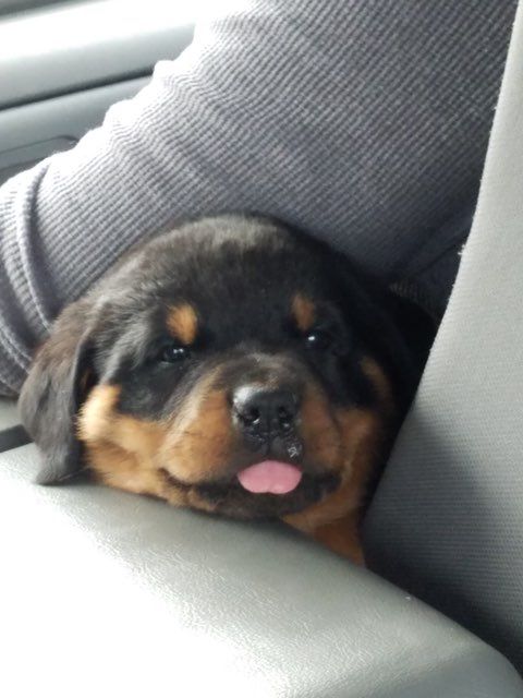 Rottweiler puppy sleeping in the car