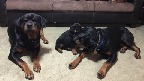 Mama Rottweiler and puppies