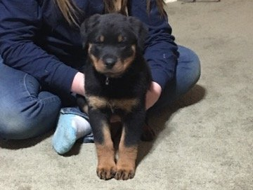 Rottweiler puppy sitting correctly