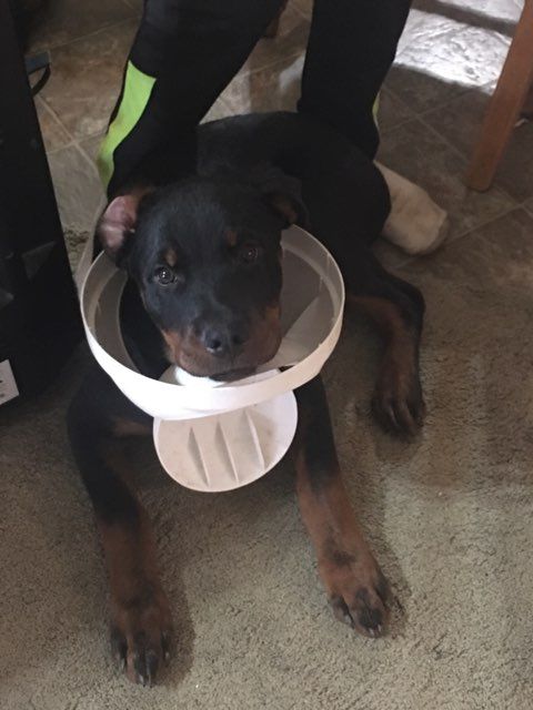 Rottweiler puppy with his head stuck in the trashcan lid