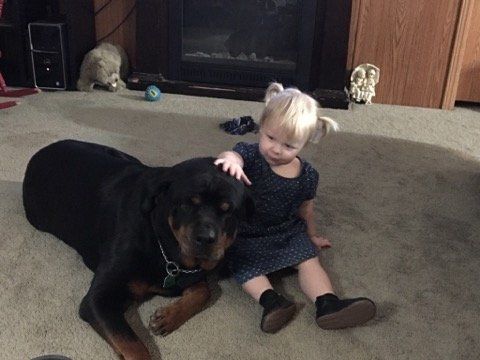 Little girl petting Rottweiler