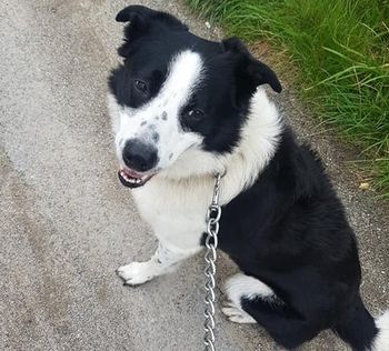 Dog walking