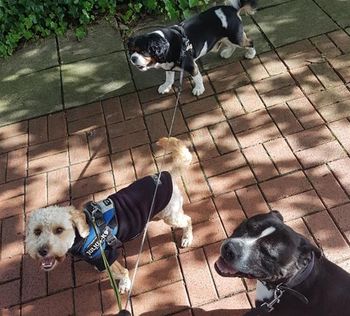 Multiple dog walking services
