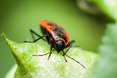 Boxelder Bugs - best exterminator in Rochester, MN Boxelder Bugs - best exterminator in Rochester, MN