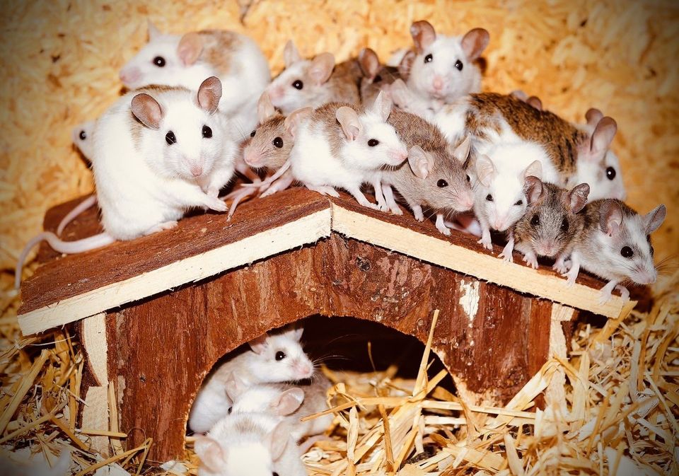 many mice