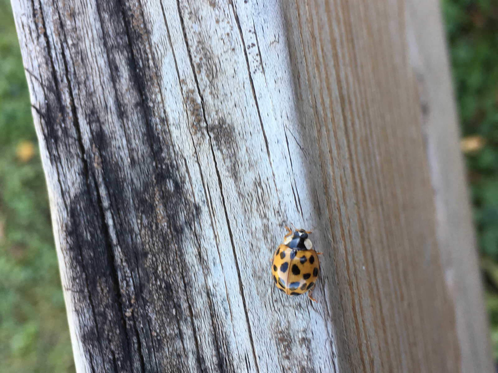 Bug — Yellow Lady Bug In The Wood in Rochester, MN