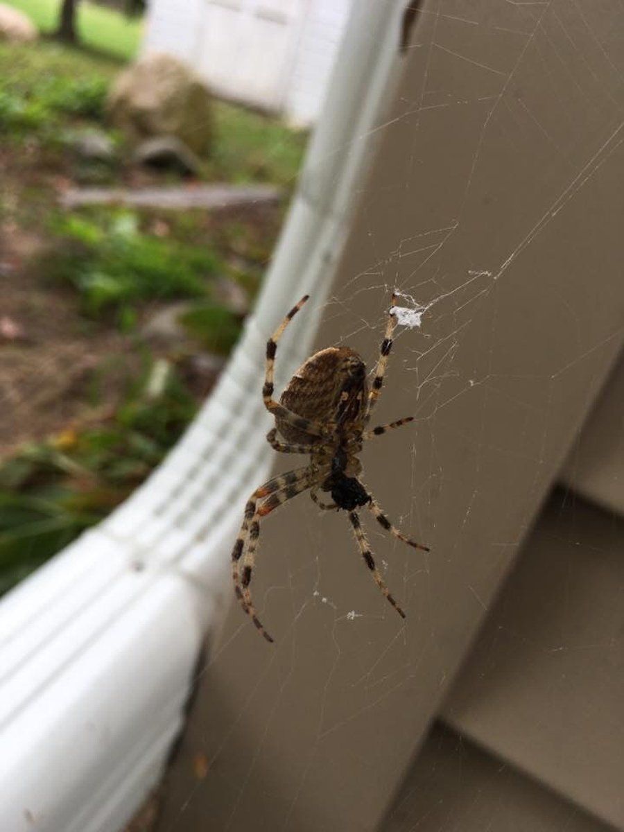 Spider — Close Up Shoot Of Spider in Rochester, MN