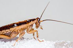 German cockroach - best exterminator in Rochester, MN German cockroach - best exterminator in Rochester, MN