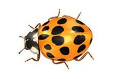 Japanese rhinoceros beetle - best exterminator in Rochester, MN Japanese rhinoceros beetle - best exterminator in Rochester, MN