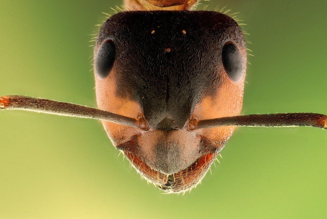 ant smiling