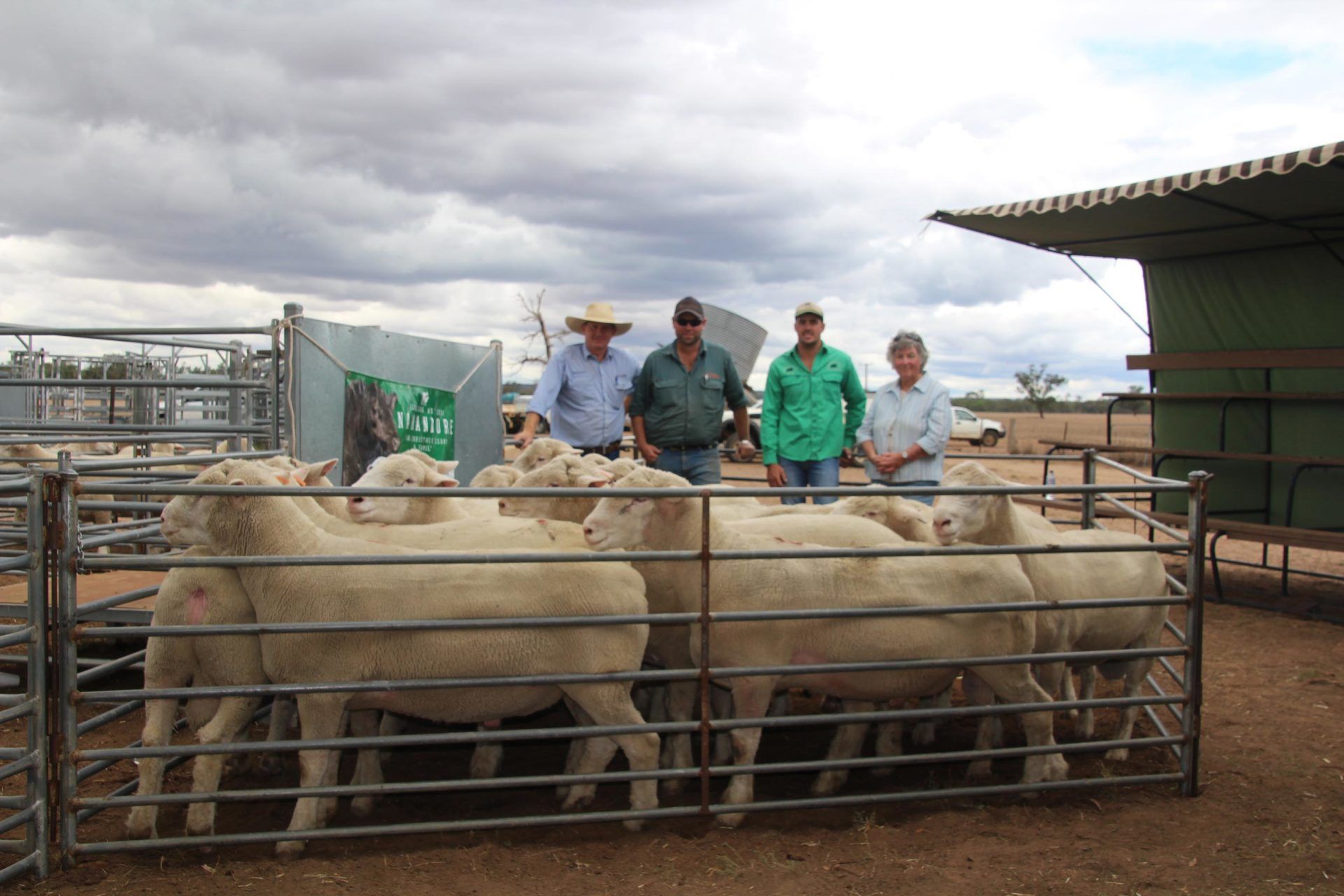 rams in cage
