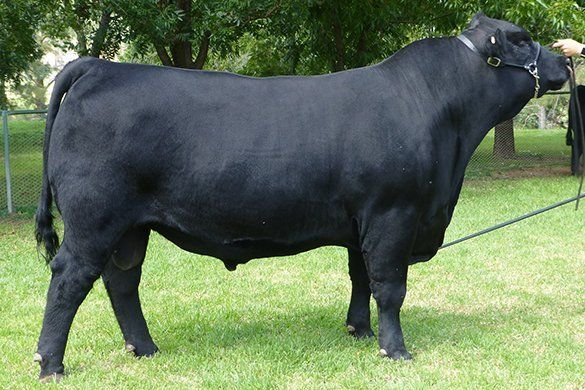 bull sire tattykeel