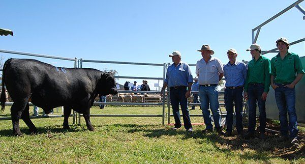 Five Men One Bull