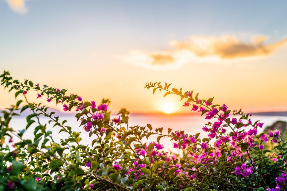 Piante al tramonto