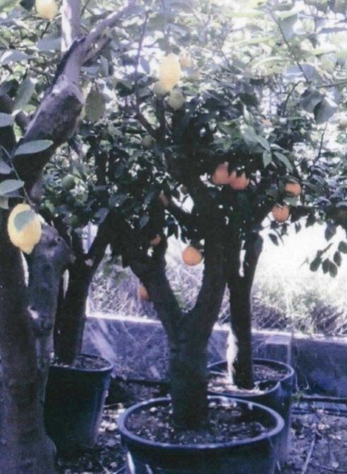 Piante in vaso