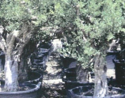 Alberi in vaso