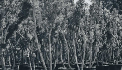 Alberi decorativi