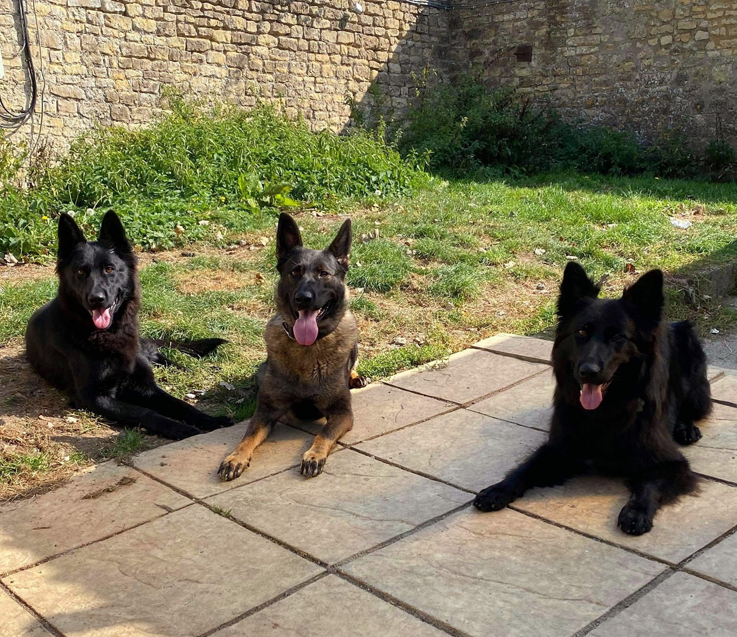 Dog Training near Bath Frome