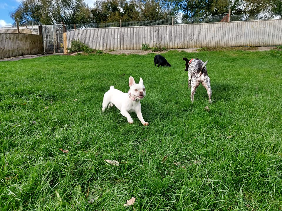 dogs running free at Woodborough Kennels