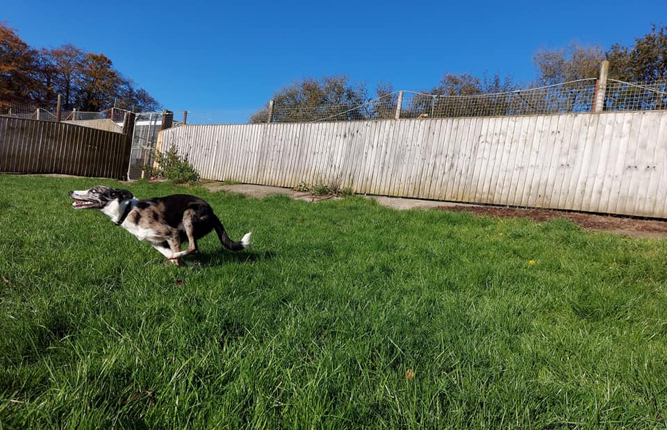 dog free running exercise