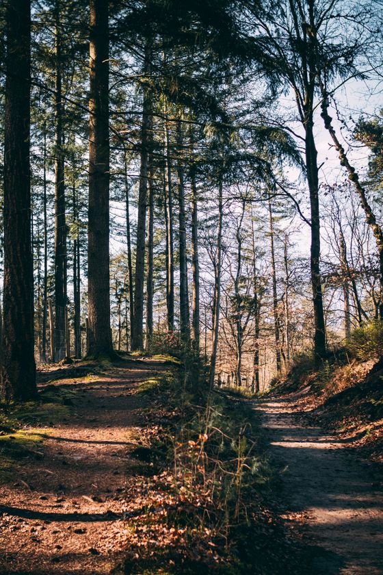 natuurhuisje, veluwe, hoge veluwe, tiny house, beekbergen, droomparken, bijzondere overnachting, loenen, waterval