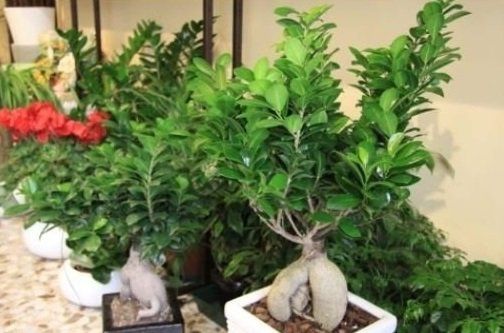 Piante