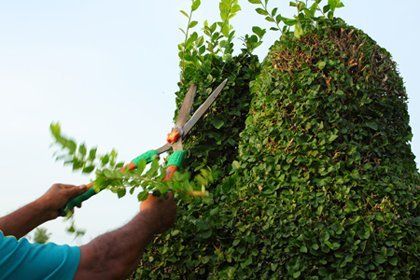 Tree Shaping - Tree Trimming and Removal in Darien Center, NY
