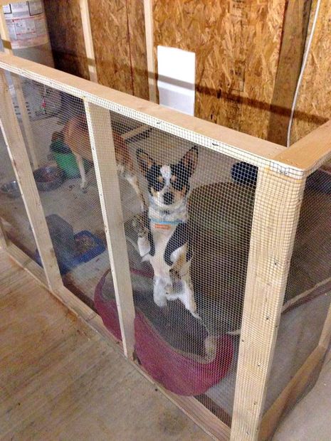 Dog safely in his fence built by Lewis Fencing