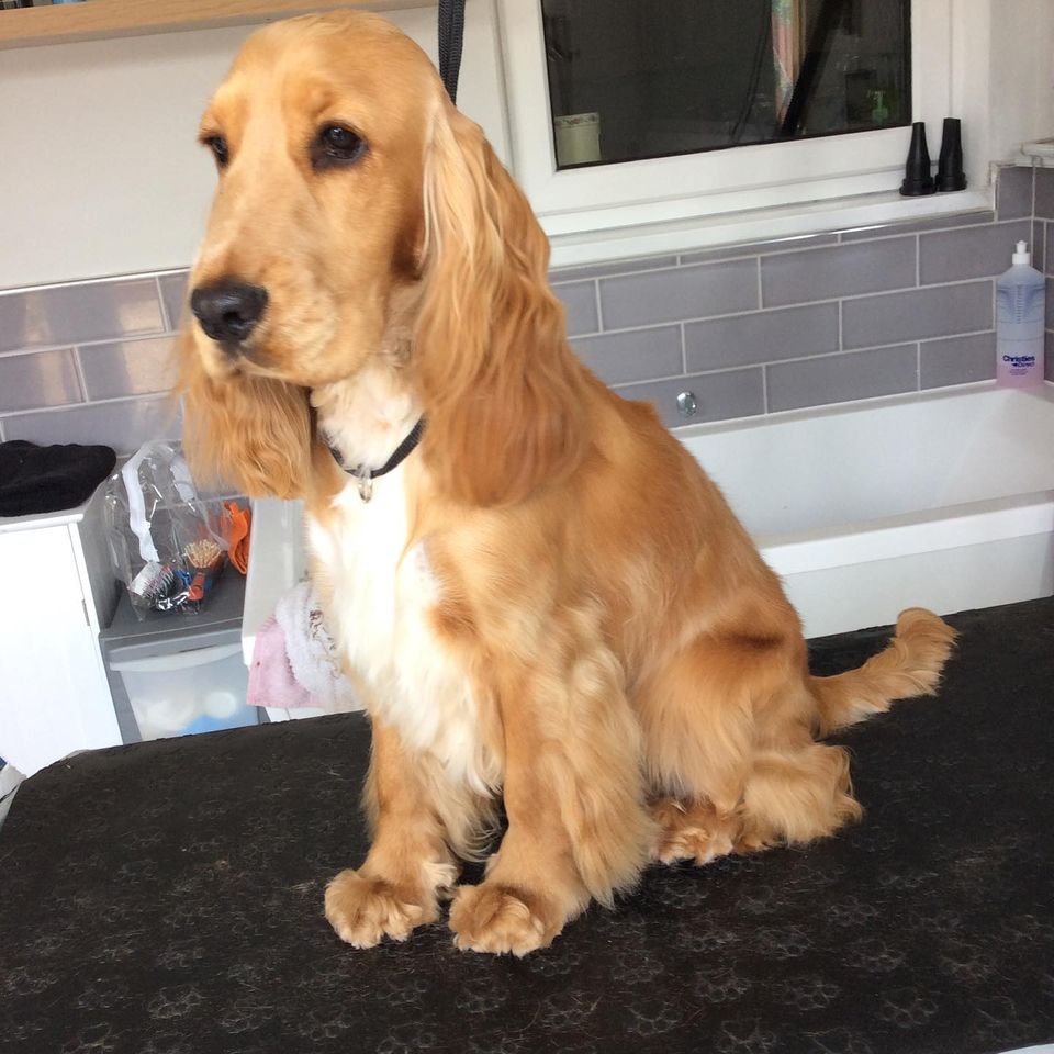 Coat clipping