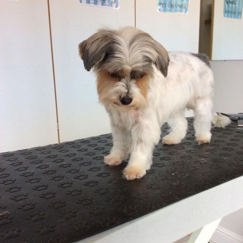 Dog grooming