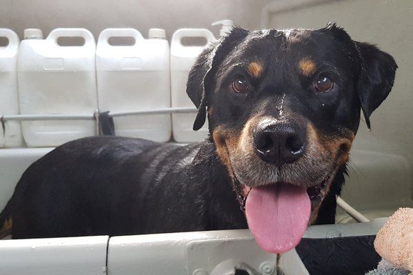 large dog in hydrobath